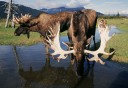 Photo of Moose at Anchorage Wildlife Conservation Center